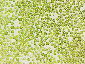 tảo đơn bào