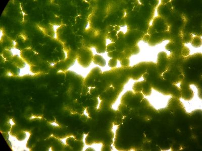 tảo đơn bào