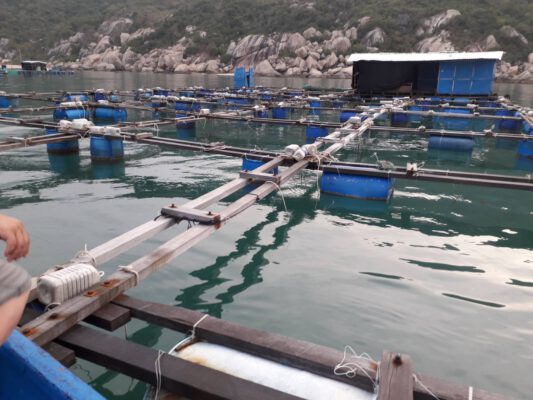 Thiết kế lồng bè nuôi thương phẩm cá bớp